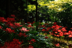 紅森