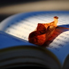 読書の秋