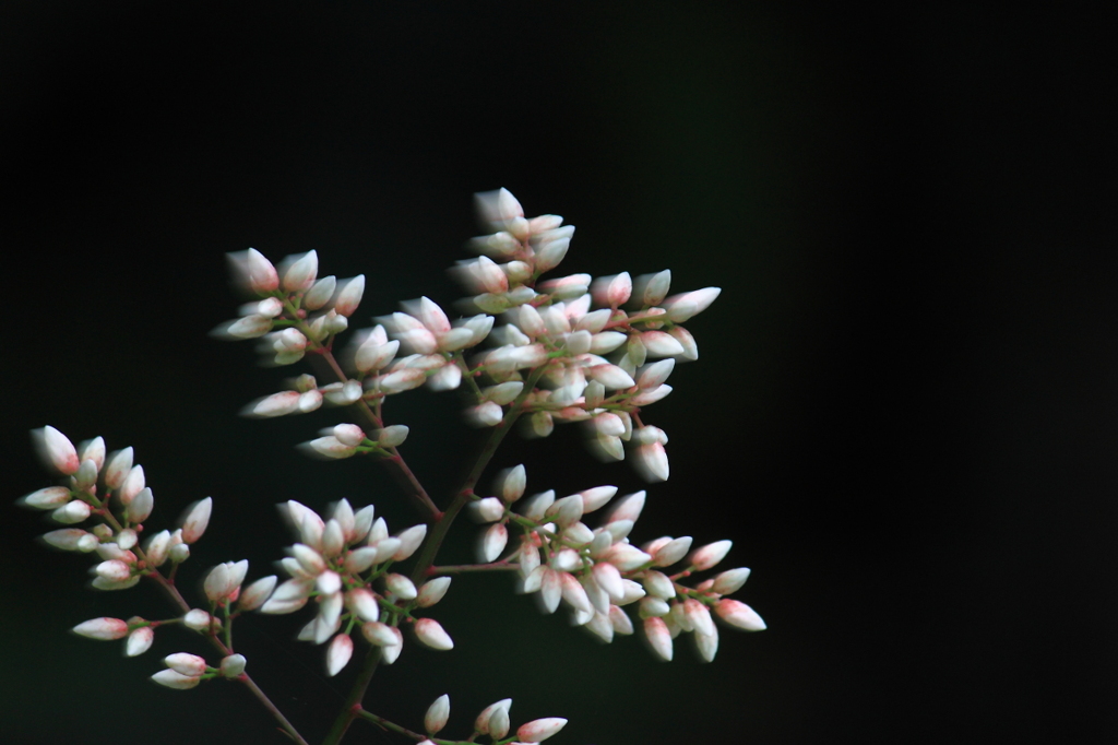 Blur