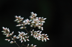 Blur