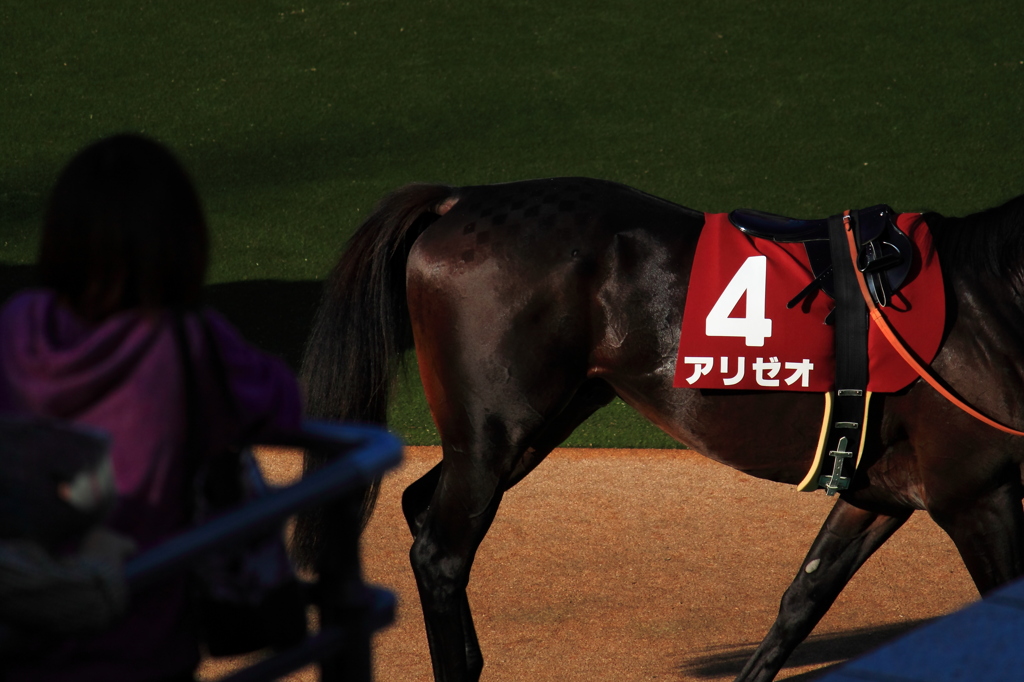 Paddock