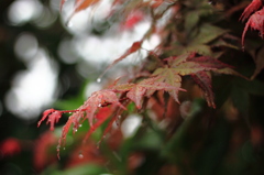 春紅葉