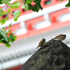 Two Sparrows