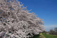 満開の桜