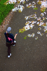 桜散歩