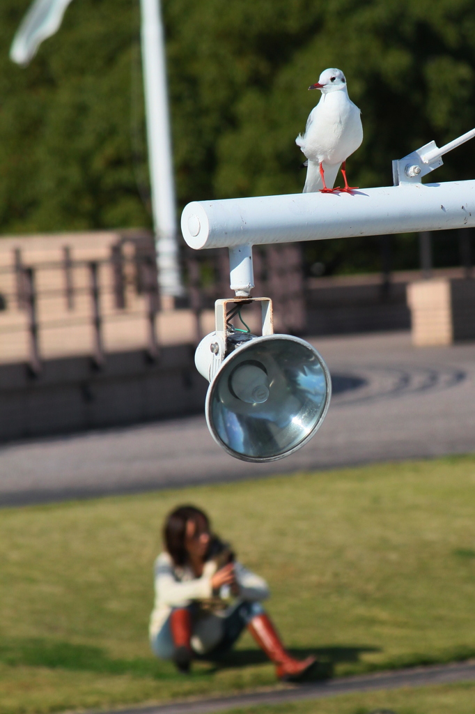 A girl and a gull