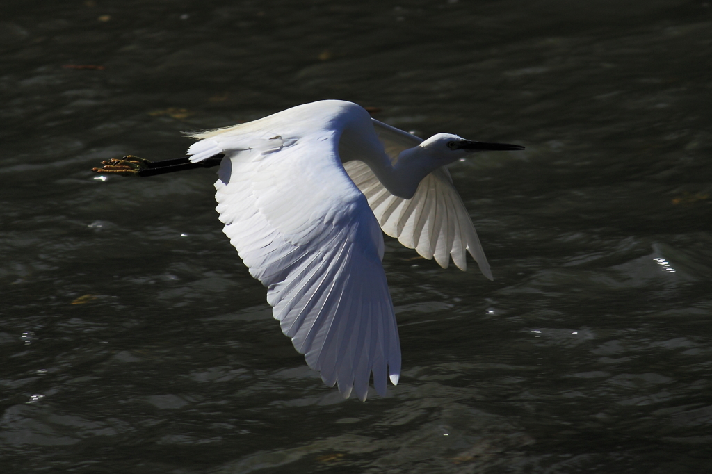 The wing of the heron 1
