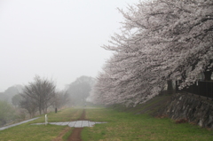 桜雨