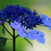 紫陽花