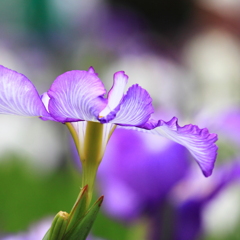 Japanese iris
