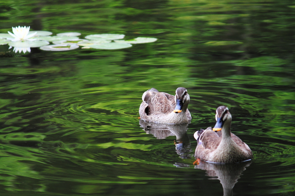 A pond