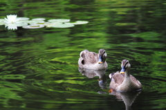 A pond
