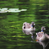 A pond