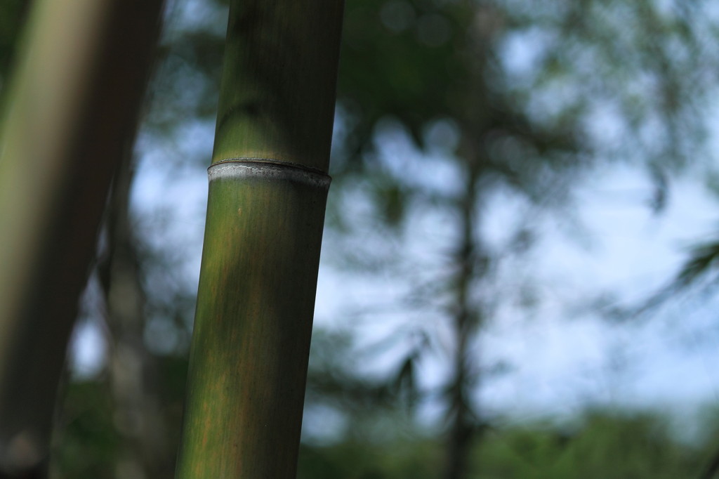 竹