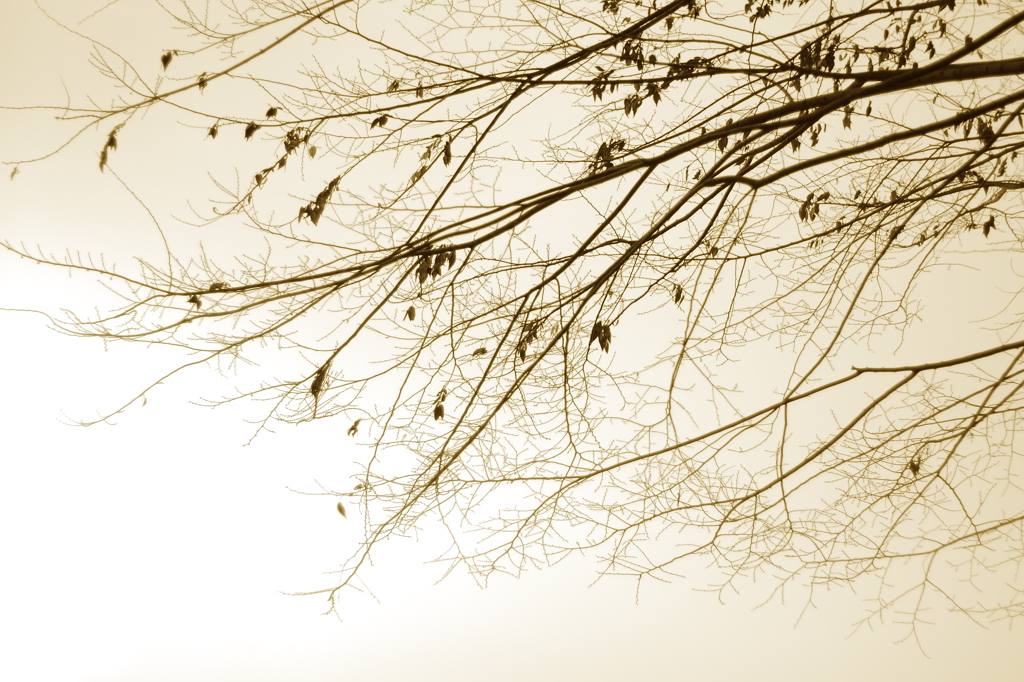 Twig