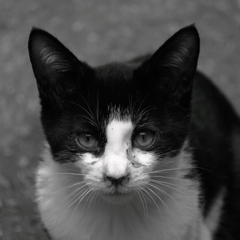 Black and white