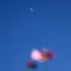 Cosmos and moon
