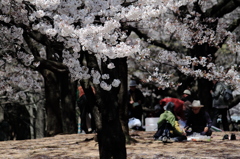 桜の樹の下で