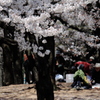 桜の樹の下で