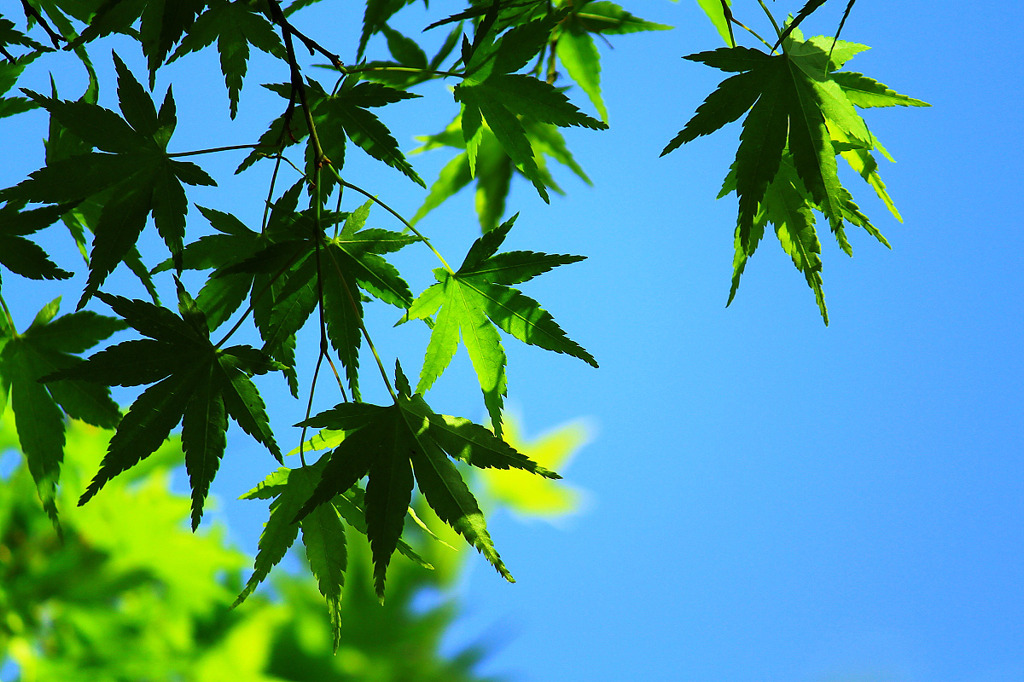 青緑