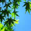 青緑
