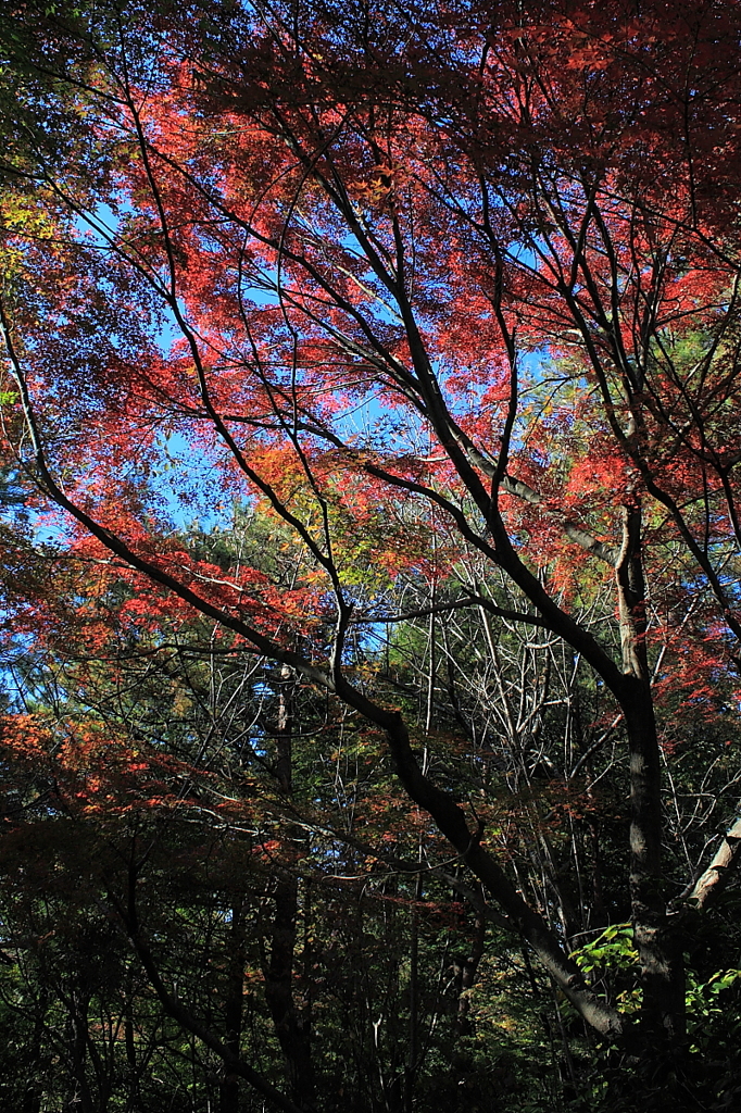 紅葉の森