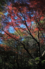 紅葉の森
