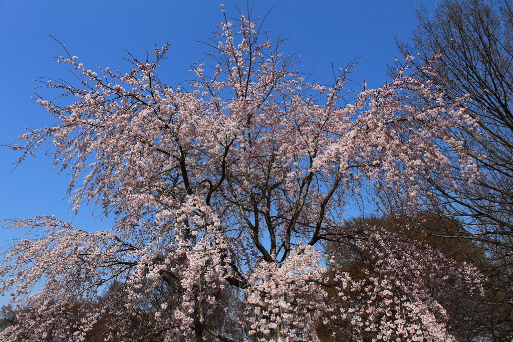 清瀬の「三春の滝桜」