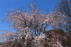 清瀬の「三春の滝桜」