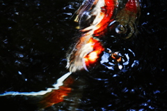 錦鯉