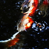 錦鯉