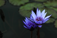 Blue Lotus