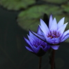 Blue Lotus