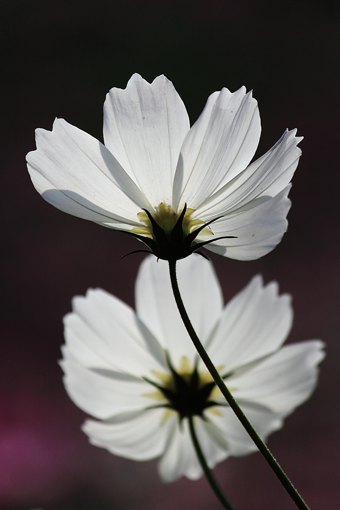 白い秋桜