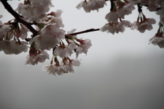 SAKURA in the rain