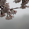 SAKURA in the rain