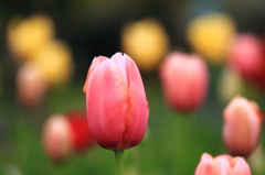 TULIP