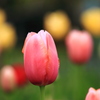 TULIP