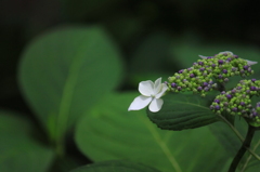 A hydrangea
