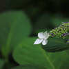 A hydrangea