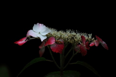 紫陽花