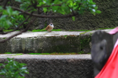 浅草寺境内の雀