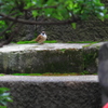 浅草寺境内の雀