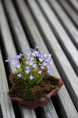 Bonsai