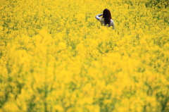 菜の花畑にて2