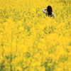 菜の花畑にて2