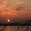 夕陽とススキ