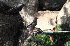 鳥たちの時間