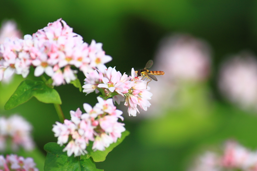 ソバの花