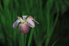 菖蒲